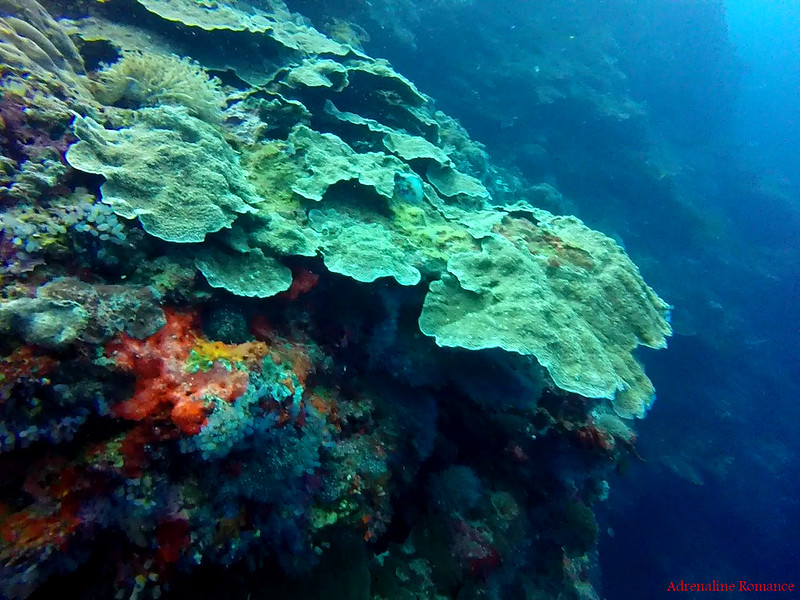 Lots of corals