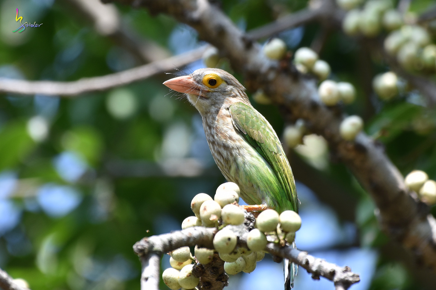 Lineated_Barbet_3095
