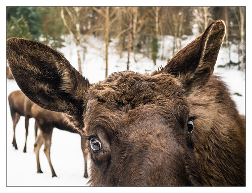 moose photobombing photobomb winter sweden eyes animal stare gaze nature