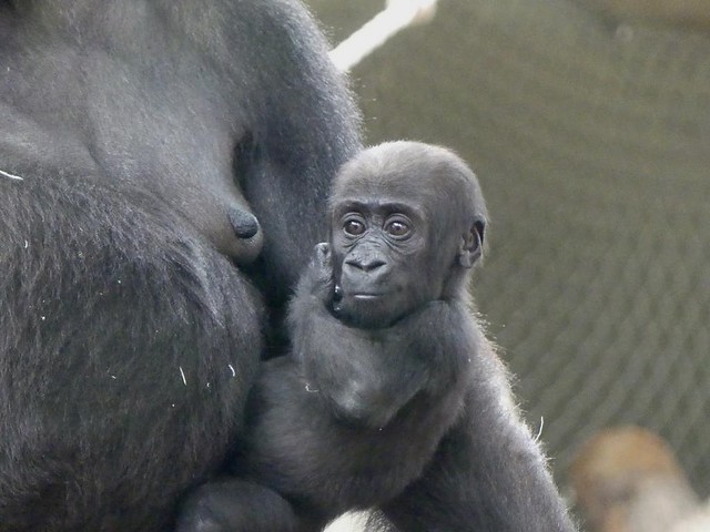Gorilla Xetsa, Zoo Frankfurt
