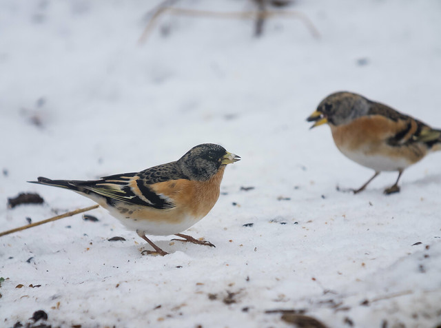 Brambling, The Lodge, 3rd March 2018