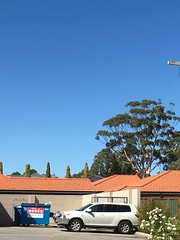 View from a seat in the street- the beauty of the tree commands attention as its quietly dominates the Kalamunda skyline