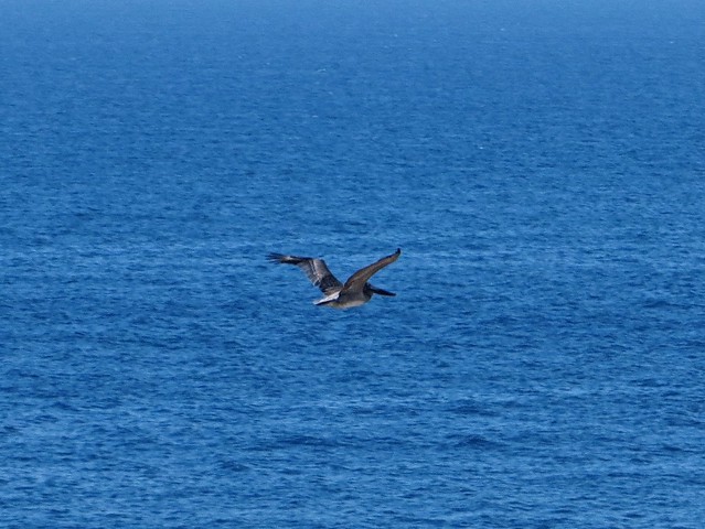 pelican floats