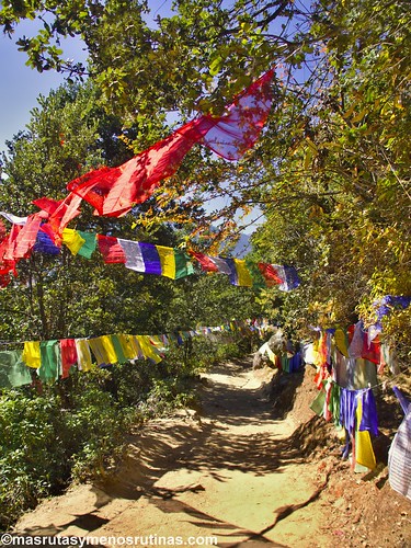 Por los monasterios y bosques de BUTAN - Blogs de Bhutan - Paro: de los tigres voladores a los perros ladradores (7)