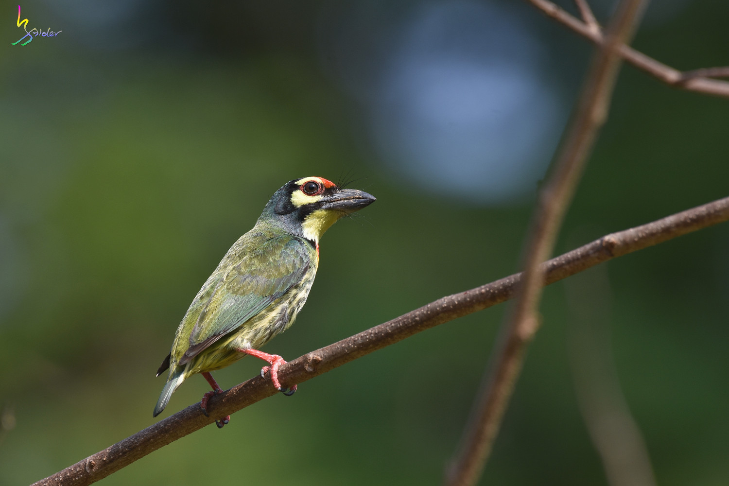 Coppersmith_Barbet_5007