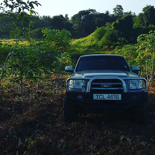 Artsy likes picking #cassava. #agriculture #offroad #4x4