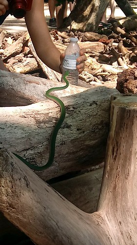Manuel Antonio National Park: Snakes, Monkeys, and Sunshine
