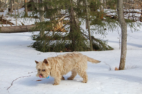 vermont winter nature snow outdoors animals dogs cairnterriers pets