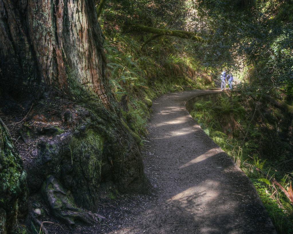 Muir: Tree and Path