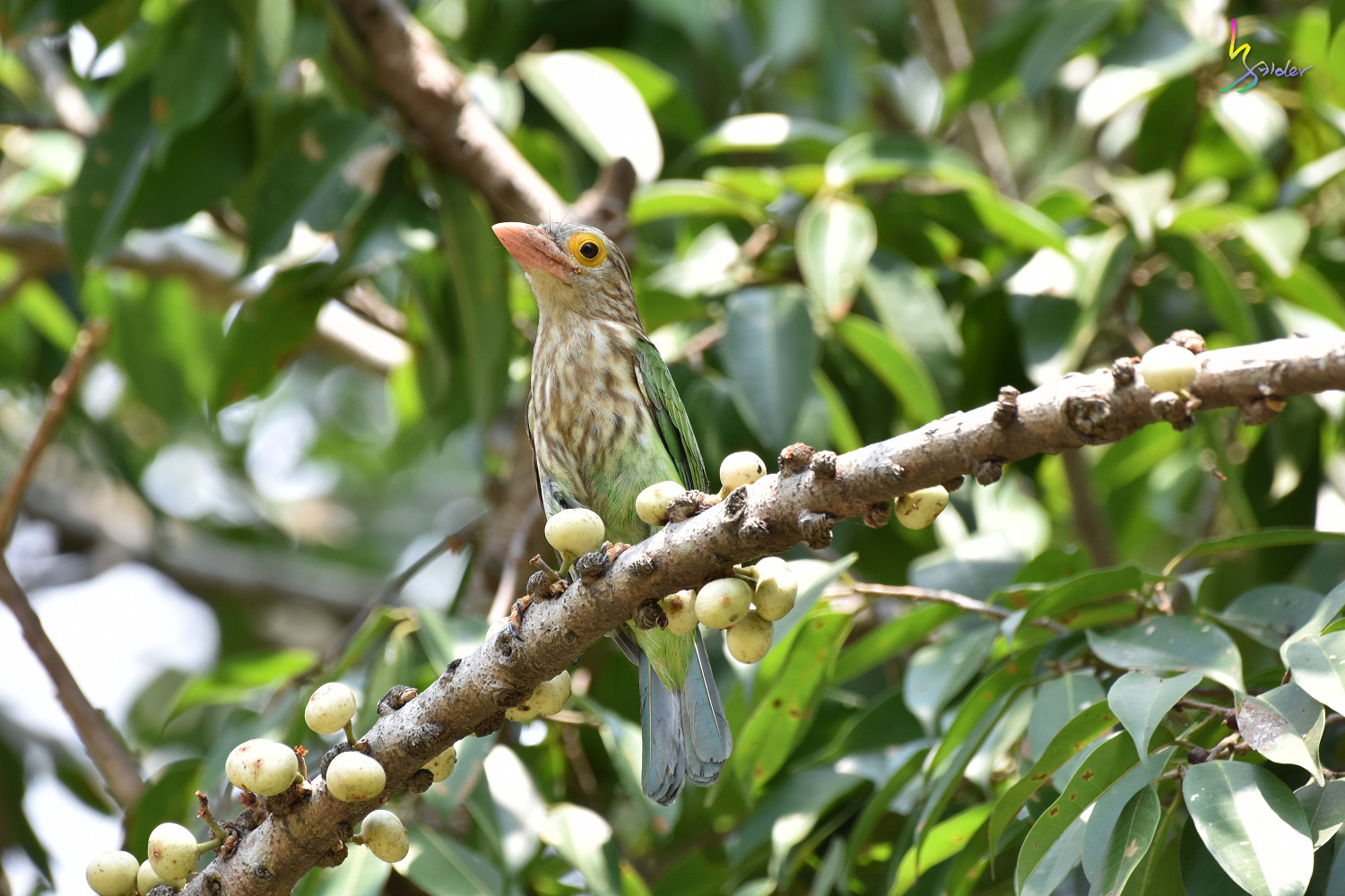 Lineated_Barbet_2947