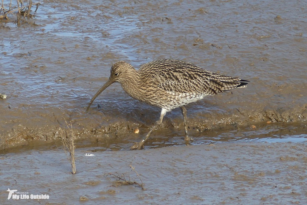 P1130663 - Curlew, Titchwell