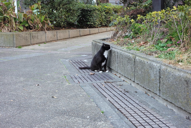 Leica M TYP240+Jupiter8 50mm f2.0池袋二丁目ふれあい公園の猫。黒白八割れ。タマコ？