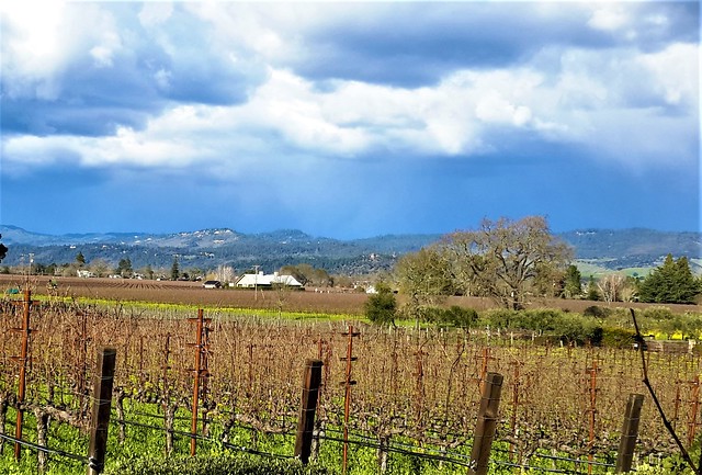 The Wine Country in winter