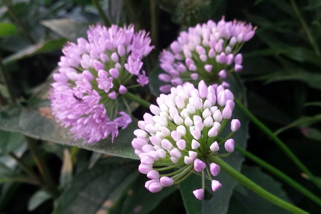 two blooming and one budding purple allium