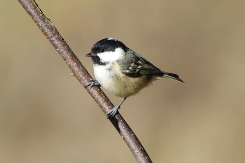 fineshadewoods northamptonshire nature wild wildlife bird periparusater coaltit