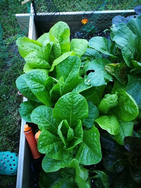 Image of cos lettuce