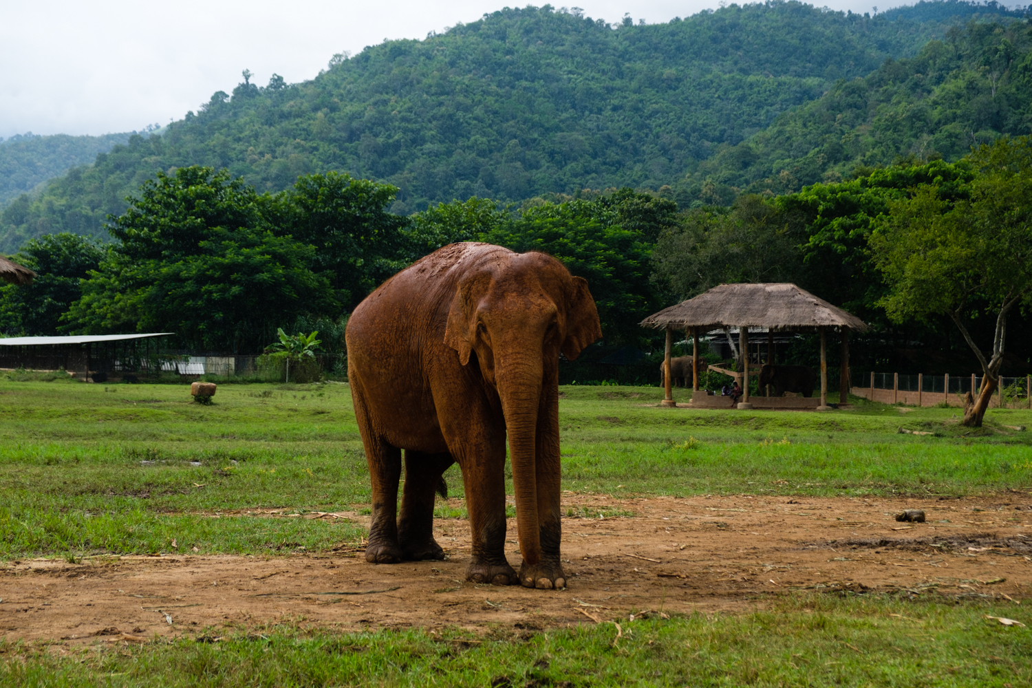ChiangMai-Elephant-Sanctuary