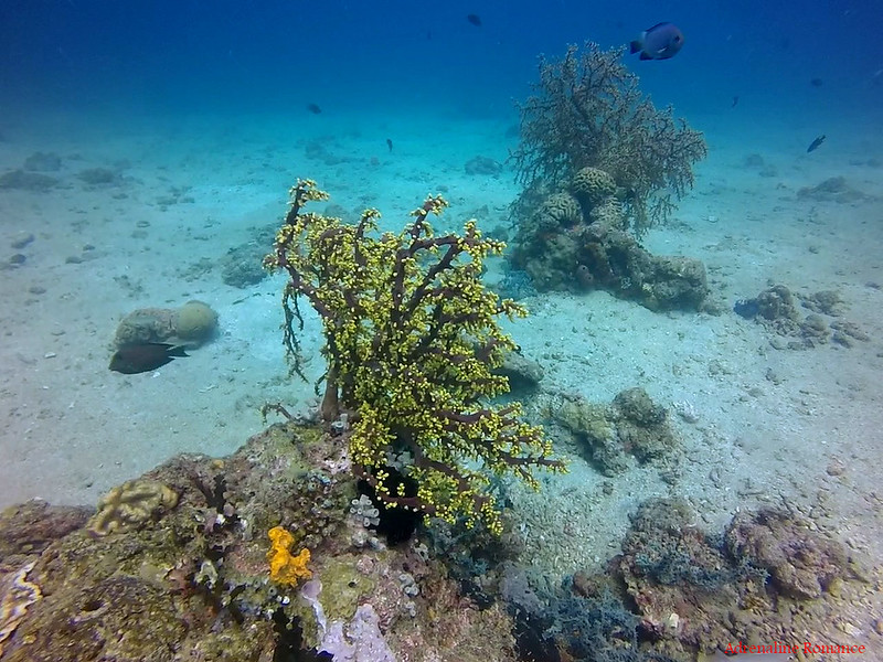 Creepy-looking tree corals