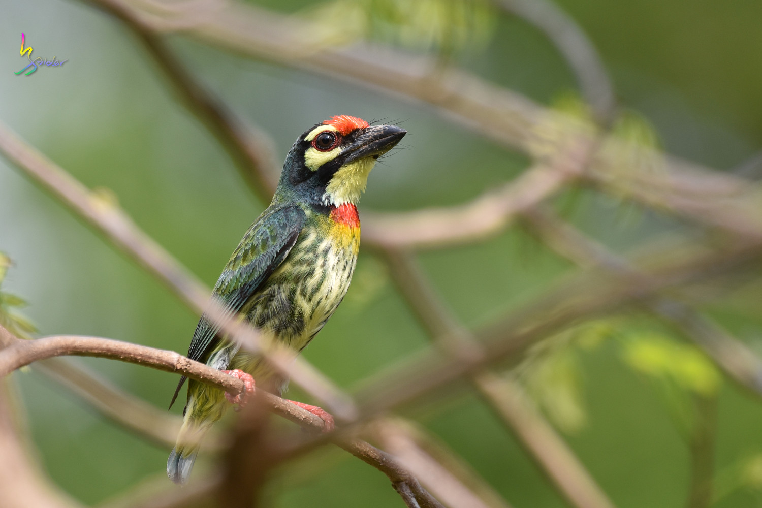 Coppersmith_Barbet_8713