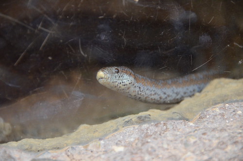 Desert Museum little snake
