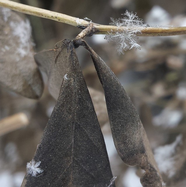 one big snowflake on a stem, with a much smaller snowflake on a brown leaf for a size comparison