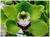 Cymbidium hybrid (Boat Orchid, Cymbidium Orchid))