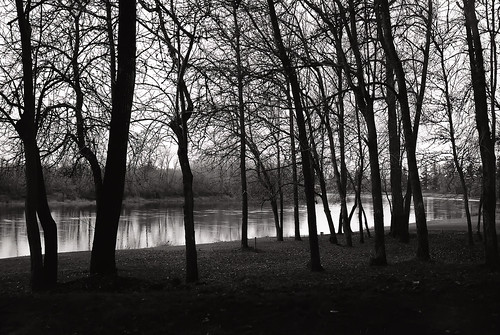 oregon willametteriver 6x9 moskva2 mediumformat trees blackandwhite photo film landscape