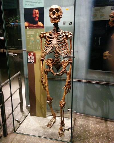 Homo neanderthalensis #newyork #newyorkcity #manhattan #amnh #hominid #human #primate #skeleton #homoneanderthalensis #neanderthal #americanmuseumofnaturalhistory #latergram