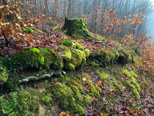 luxemburg natuur bos landschap somberweer forest landscape luxembourg nature hosingen diekirch lu beeldmark