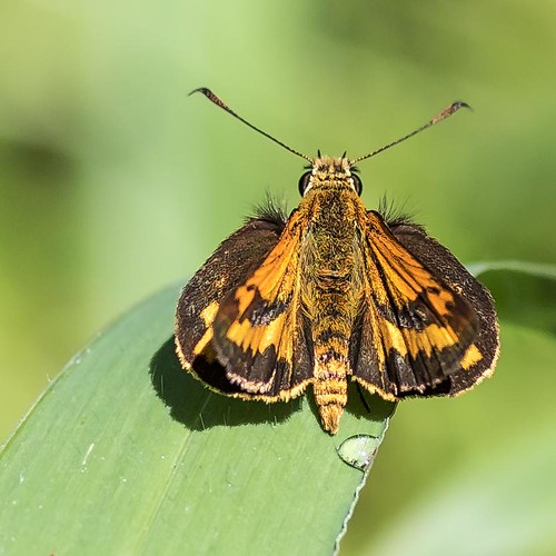 butterfly lepidoptera dart grassdart minnippiwetlands rear