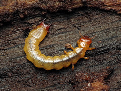 Fire-colored Beetle Larva