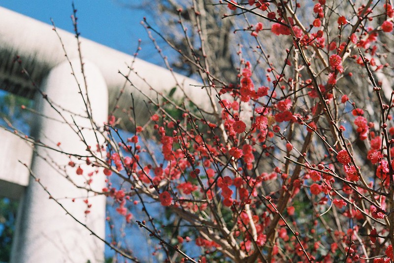 Leica Ⅲf+SUMICRON 50mm f2 0 Lomography Color negative 400池袋西口御嶽神社の春の紅梅