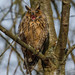 Waldohreule - Long Eared Owl - Asio Otus