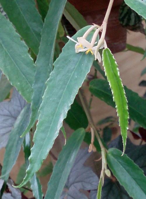 Begonia furfuracea 28014307509_17250effb6_o