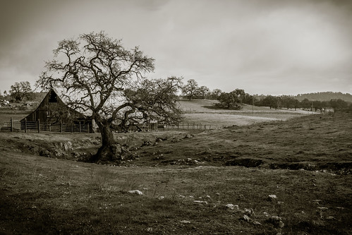 cali california d7200 eldoradocounty nikon oak barn foothills landscape oaktree pasture tree ©bradmaberto blackandwhite bw