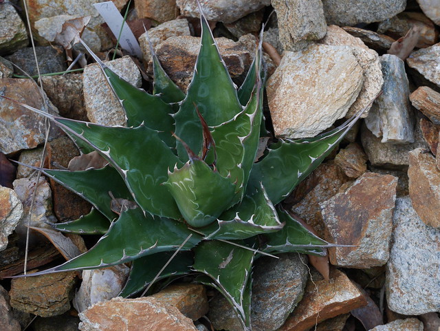 Agave montana  - Page 3 39819674801_56ab39ffd8_z