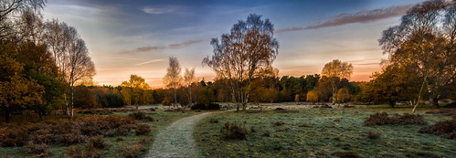 clumberpark cold sunrise winter frost frosty sky trees forest field paddock meadow silhouette orange cloud d3200 nikon grass rough pano panoramic nationaltrust