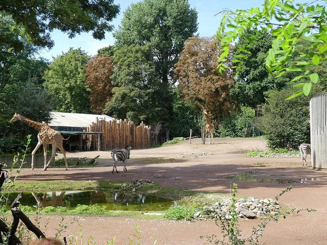 Afrikaanlage, Zoo Dresden