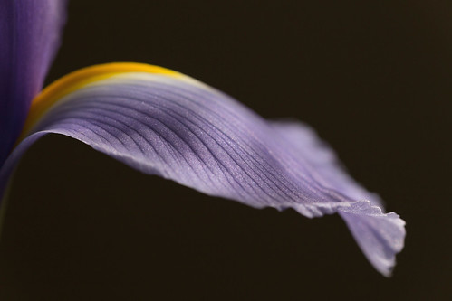 Macro Iris