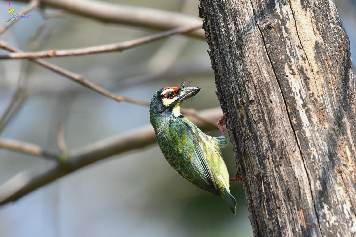 Coppersmith_Barbet_5078