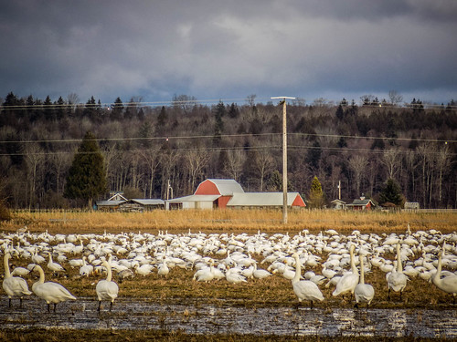 Skagit Snow Geese and Trumpeter Swans-001