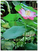 Nelumbo nucifera (Indian Lotus, Sacred Lotus, Sacred Water Lily, Egyptian Bean, Lotus, Teratai in Malay)