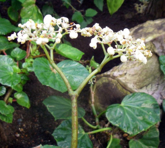Begonia nelumbiifolia 39231307505_4d3c2f9d05_o