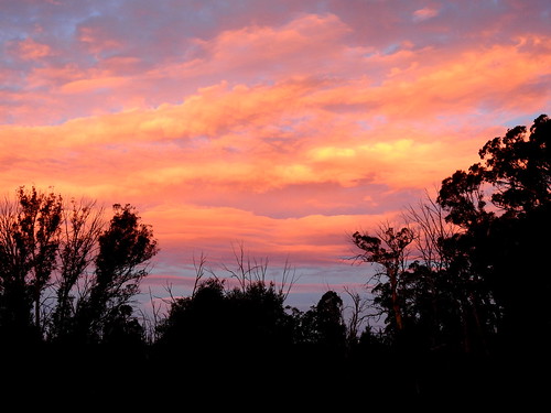 victoria tolmie sunset australia garden