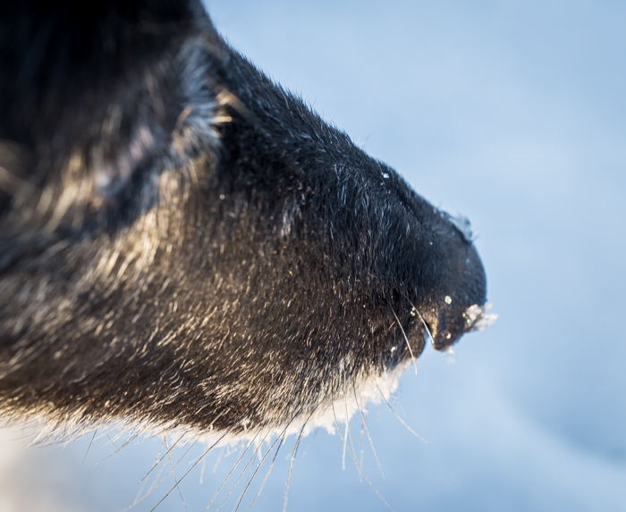 koirakuvaus koira valokuvaus eläinkuva belgianpaimenkoira groenendael animal photography dog photo belgian sheepdog shepheard  koiran kuono (1 of 1)