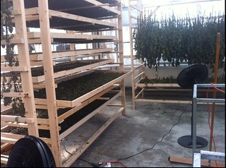 Drying harvested hemp plants.