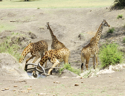 africa tanzania nserengeti tanzania2017 mammalsmammalia eventoedungulatesartiodactyla giraffidae mararegion flickr