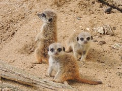 Compare the Meerkats (baby Oleg & co)