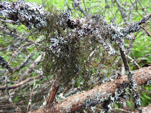 f17woo27 buzzardswamp forestcountypennsylvania bryoriafurcellata lichen hypogymniaphysodes tracked