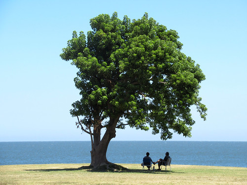 uruguay tree sea green blue people nature montevideo river outside outdoor riodelaplata sky grass ocean water landscape south america